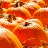 Windy Acres Farm Fall Festival photo