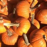 Windy Acres Farm Fall Festival photo
