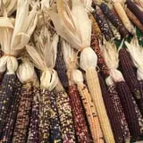 Windy Acres Farm Fall Festival photo