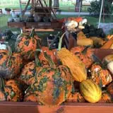 Windy Acres Farm Fall Festival photo