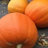 Windy Acres Farm Fall Festival photo