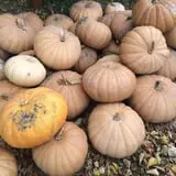 Windy Acres Farm Fall Festival photo