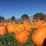 Windy Acres Farm Fall Festival photo