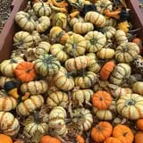 Windy Acres Farm Fall Festival photo