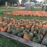 Windy Acres Farm Fall Festival photo