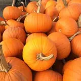 Windy Acres Farm Fall Festival photo