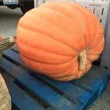 Windy Acres Farm Fall Festival photo