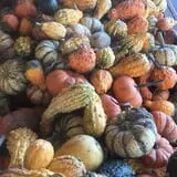 Windy Acres Farm Fall Festival photo