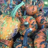 Windy Acres Farm Fall Festival photo