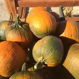 Windy Acres Farm Fall Festival photo