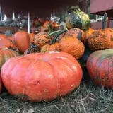Windy Acres Farm Fall Festival photo