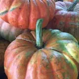 Windy Acres Farm Fall Festival photo