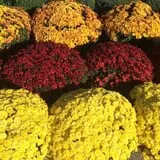 Windy Acres Farm Fall Festival photo