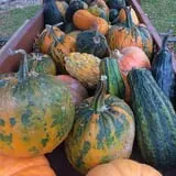 Windy Acres Farm Fall Festival photo