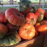 Windy Acres Farm Fall Festival photo