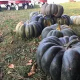 Windy Acres Farm Fall Festival photo