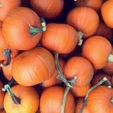 Penny's Country Farm photo
