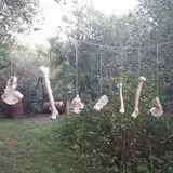 Penny's Country Farm photo