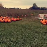 Penny's Country Farm photo