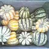Penny's Country Farm photo