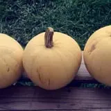 Penny's Country Farm photo
