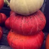 Penny's Country Farm photo
