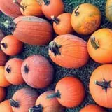 Penny's Country Farm photo