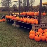 Penny's Country Farm photo