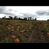 Penny's Country Farm photo