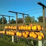 Penny's Country Farm photo