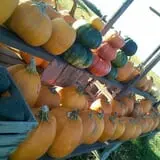Penny's Country Farm photo