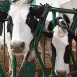 Cook's Farm Dairy photo