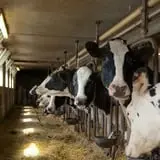 Cook's Farm Dairy photo