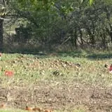 Meadowlark Farm photo