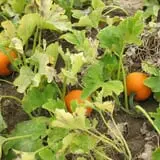 Meadowlark Farm photo