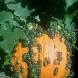 Meadowlark Farm photo