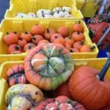 Meadowlark Farm photo