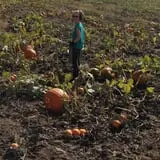 Meadowlark Farm photo