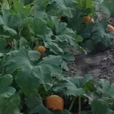 Meadowlark Farm photo