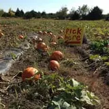 Meadowlark Farm photo