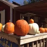 Meadowlark Farm photo