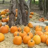 Meadowlark Farm photo