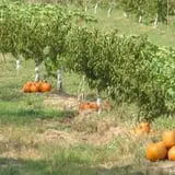 Meadowlark Farm photo