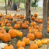 Meadowlark Farm photo