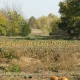 Meadowlark Farm photo