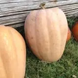 Meadowlark Farm photo