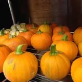 Meadowlark Farm photo