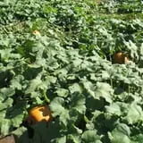 Meadowlark Farm photo
