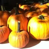 Meadowlark Farm photo