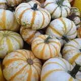 Meadowlark Farm photo